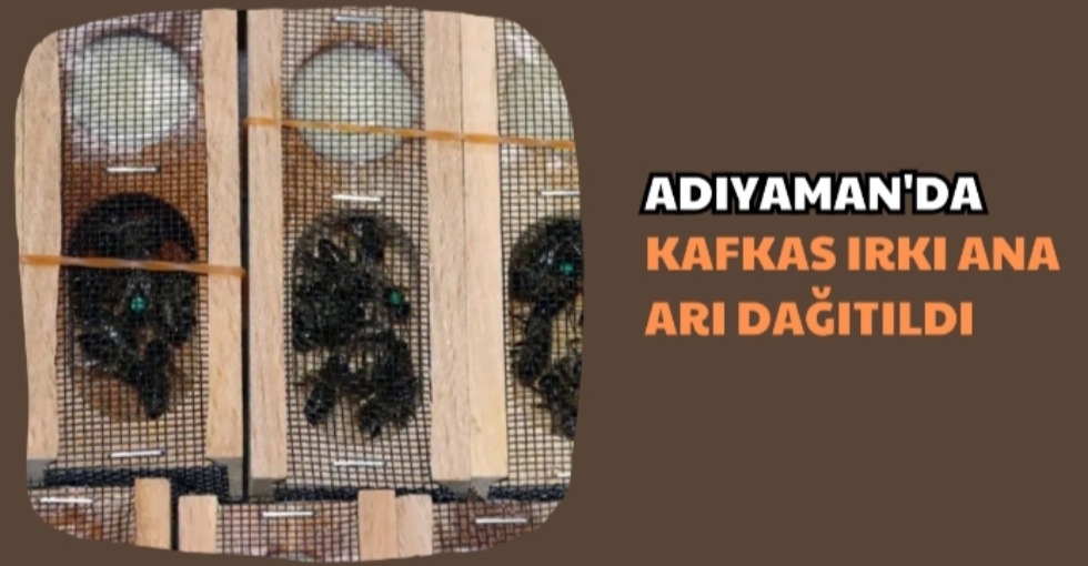 ADIYAMAN'DA KAFKAS IRKI ANA ARI DAĞITILDI 